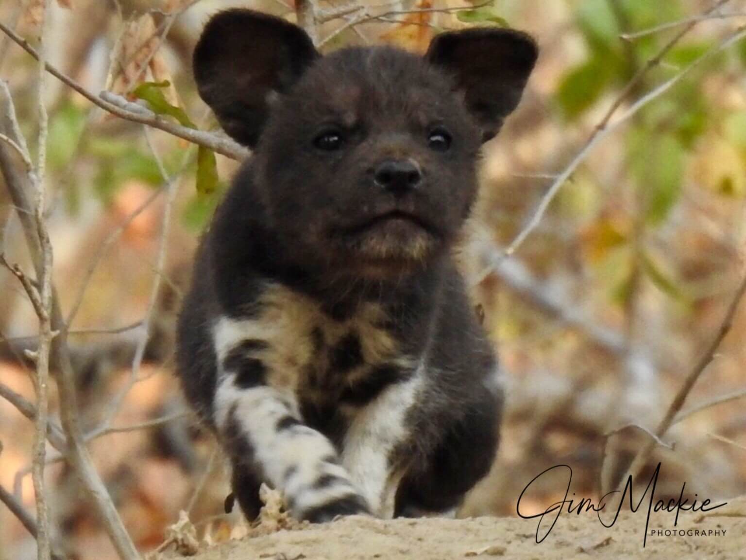 waiting for another food wild dog