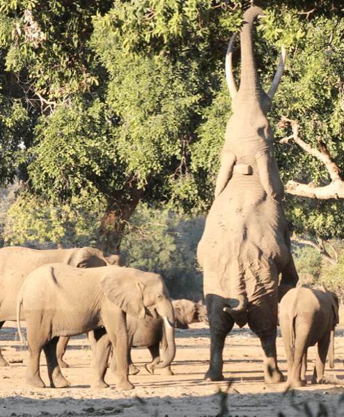 standing-elephant