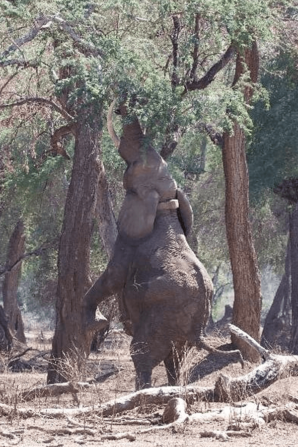 elephant-fred-resized