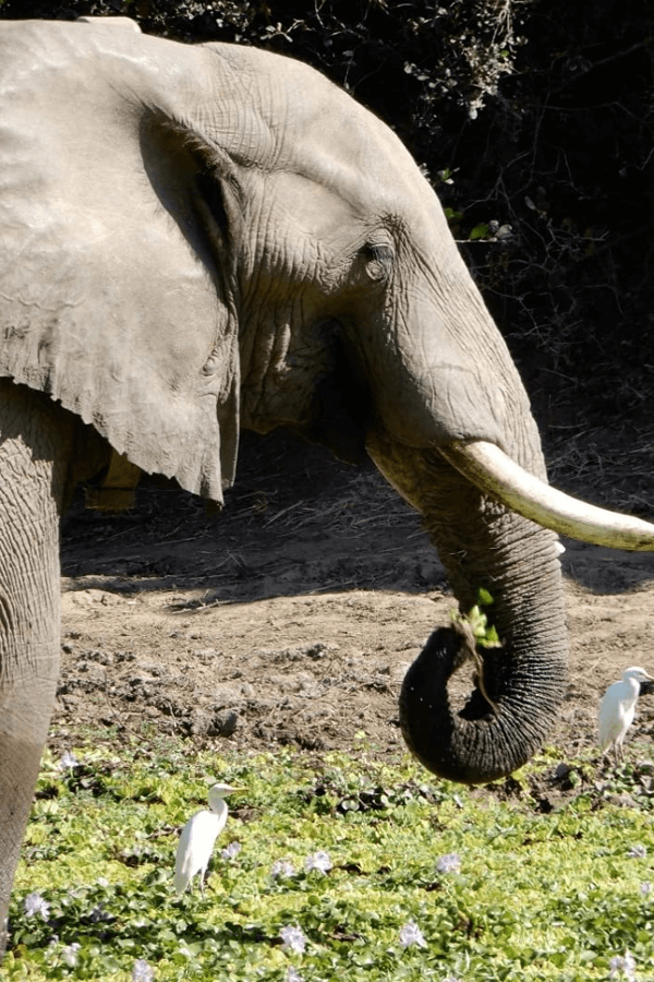 elephant-harry-resized