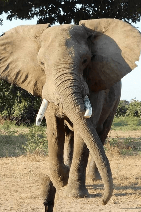 elephant-impi-resized