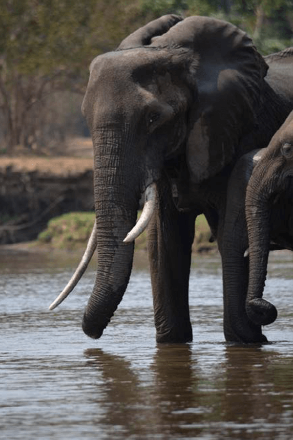 elephant-mrs_tusker-resized