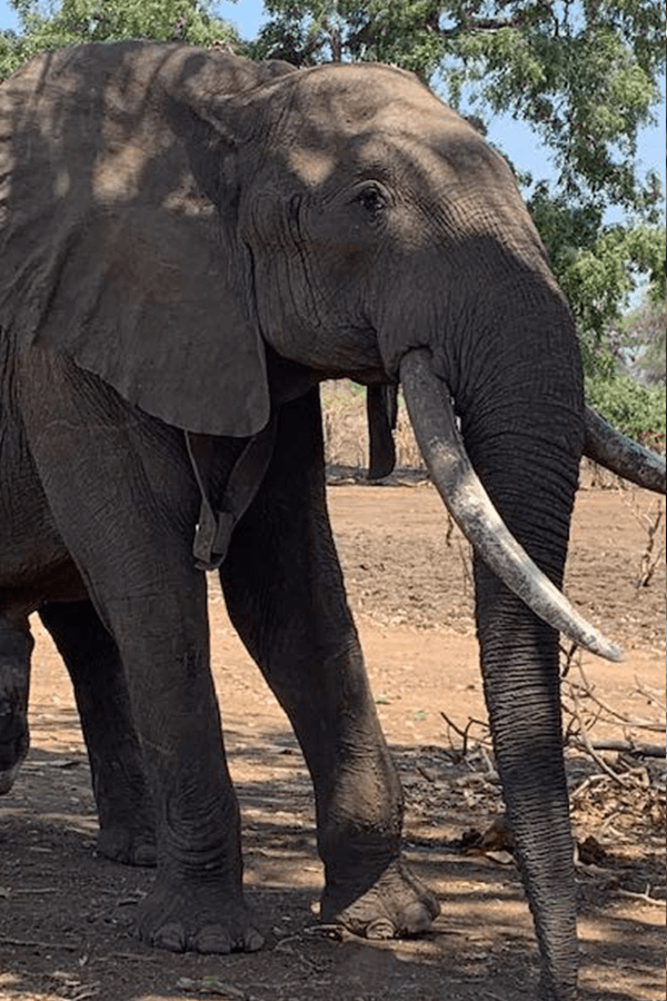 elephant-tusker-resized