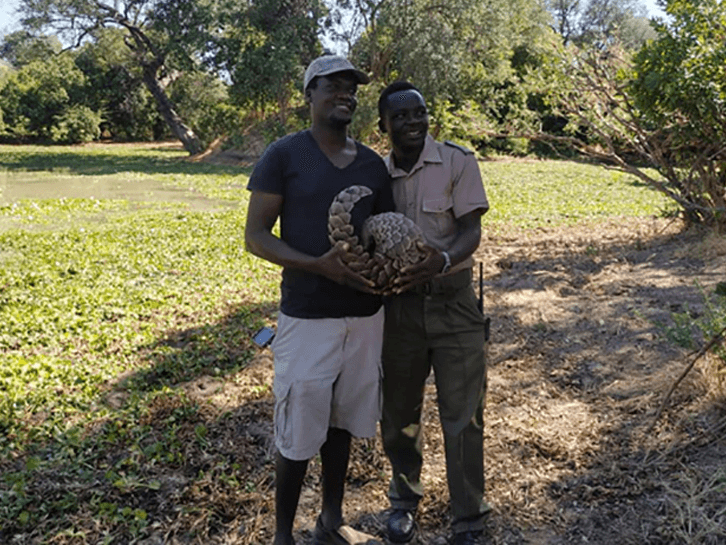 released female pangolin