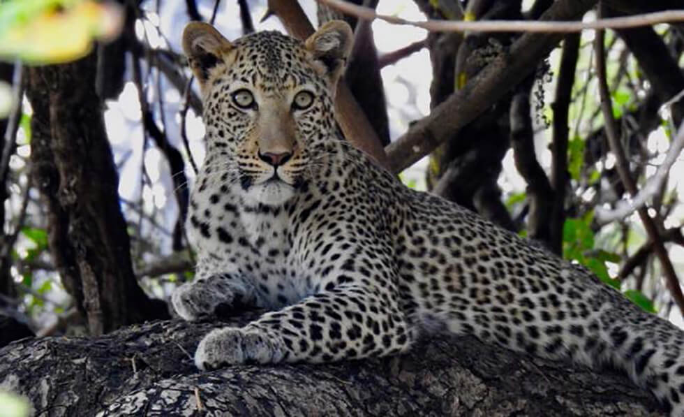 Curious Look of leopard in branches
