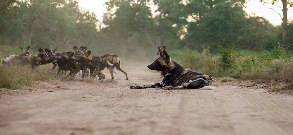 waiting for another food wild dog