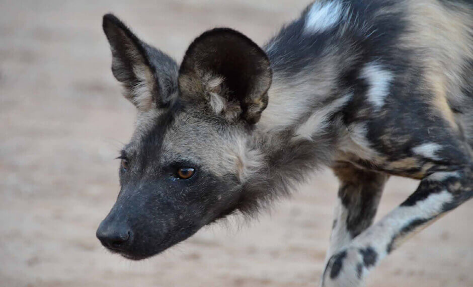 looking for food wild dog