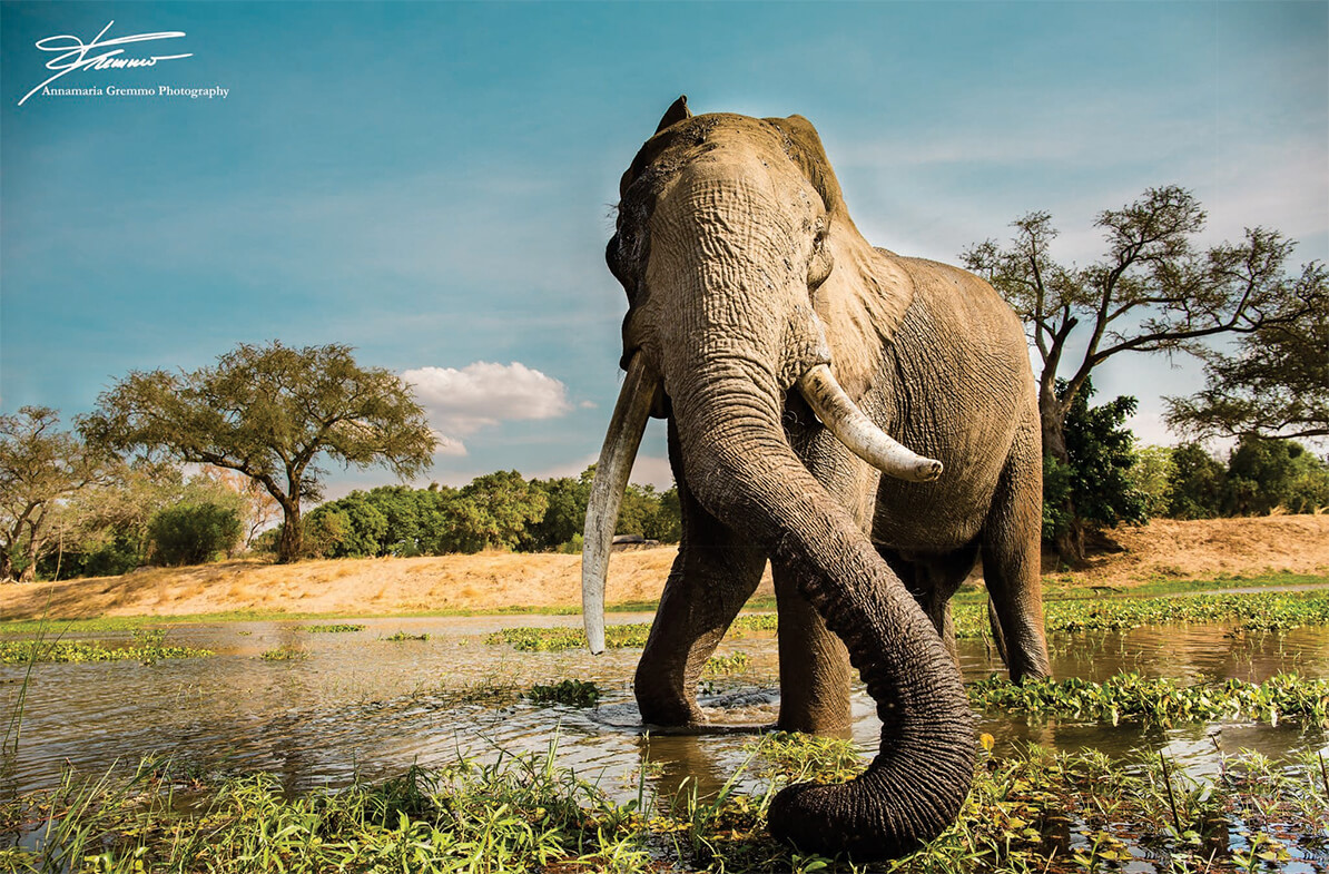 elephant-low