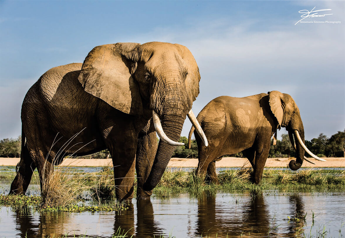 two-elephant-pond-hd-1176