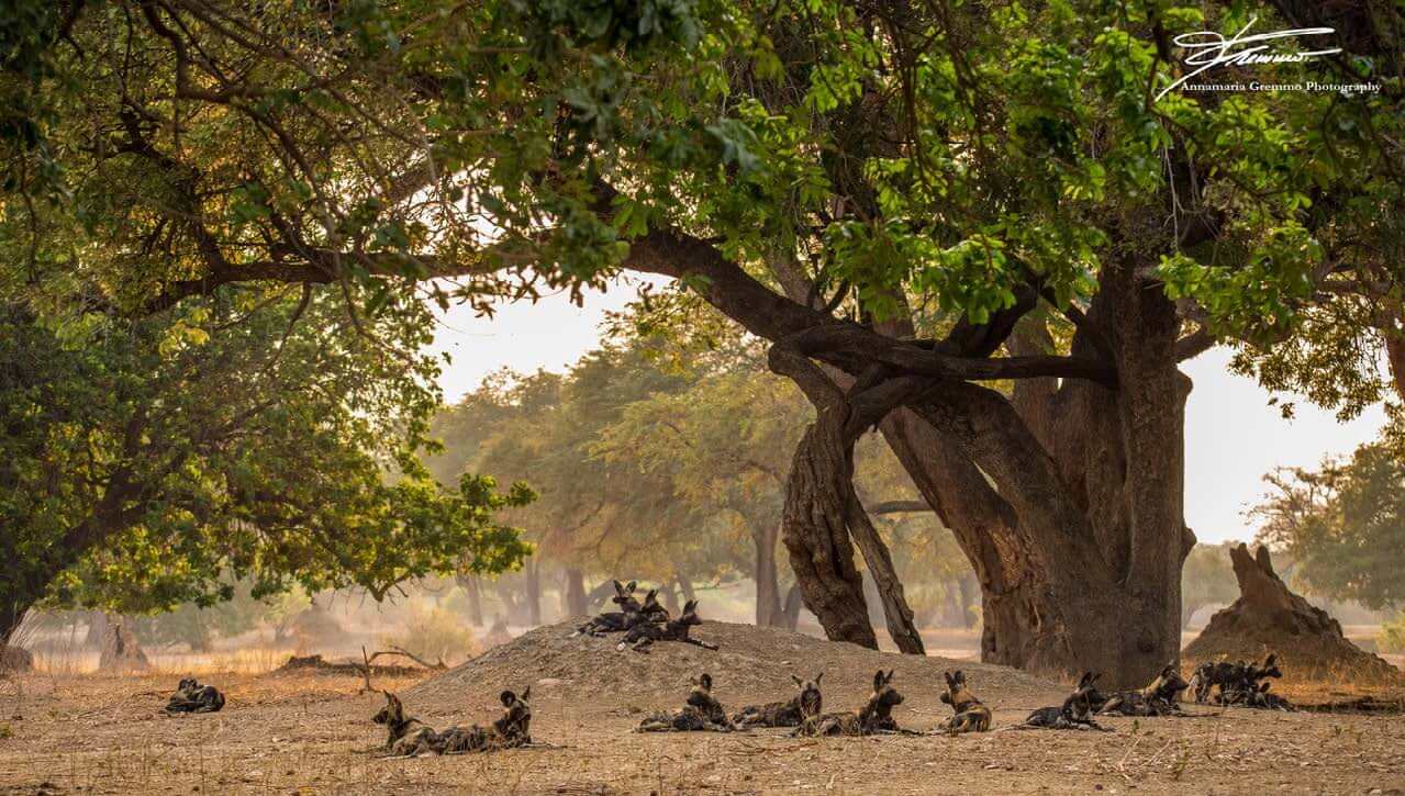 spotted dogs under tree