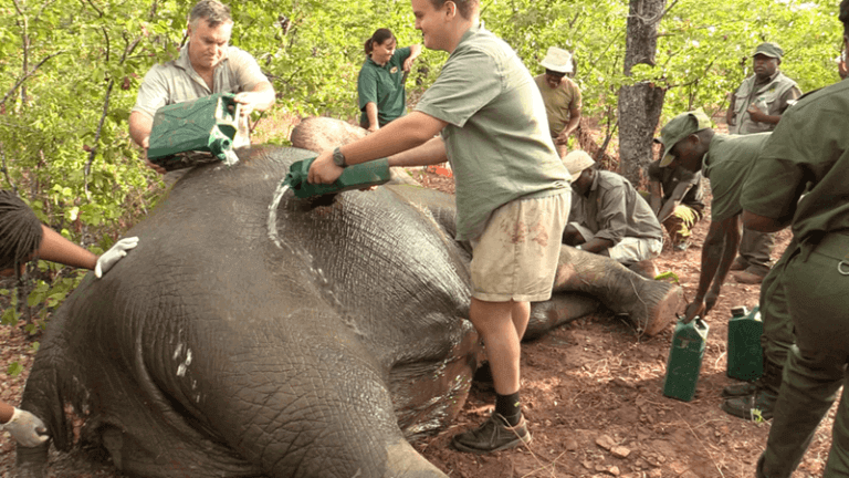 Keeping an elephant cool during collaring event