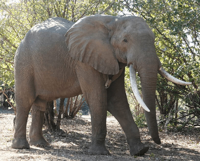 Tusker elephant casually strolling along trees
