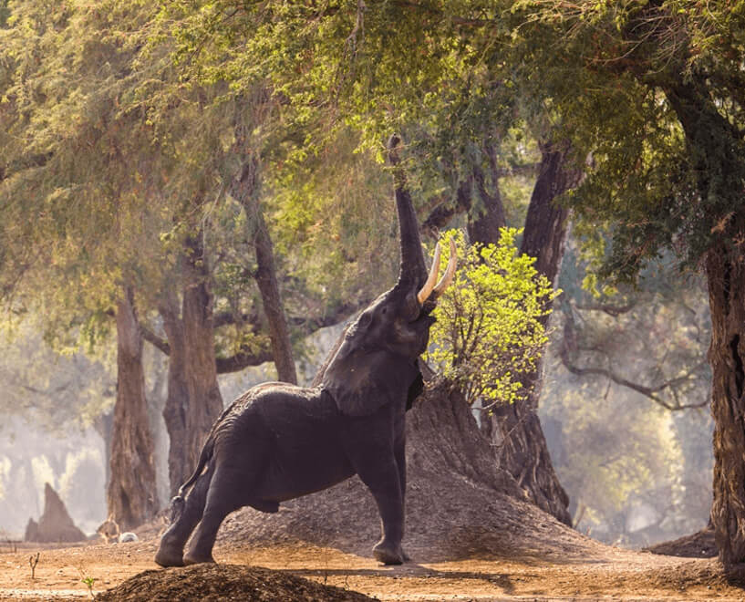 elephant eating under tree