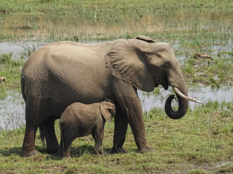Baby Elephant Leg Injury Investigations