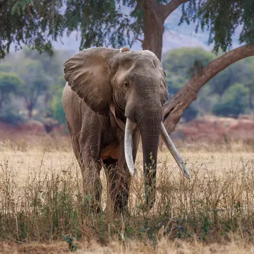 Elephant - Mana Pools (Boswell)